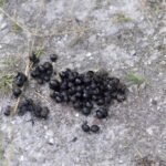 Dakota Shit Scat: An Insight into Wildlife and Ecology