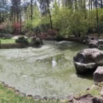 Manito Park Senior Photos: Capturing Memories in a Beautiful Setting