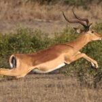 Impala Impala: Nature’s Grace Meets American Automotive Power