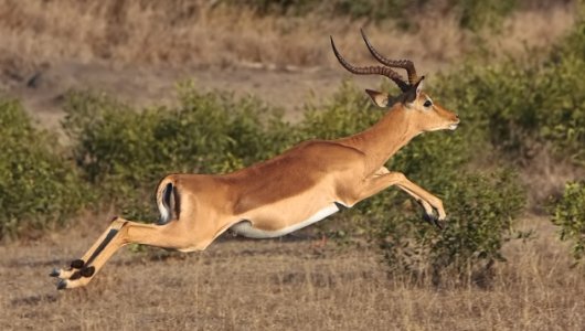 Impala Impala: Nature’s Grace Meets American Automotive Power
