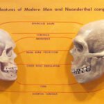 CroMagnon Man Clone: Exploring the Intersection of History and Science