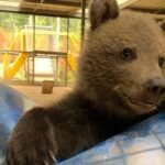 Everything You Need to Know About Baby Bears: A Comprehensive Guide