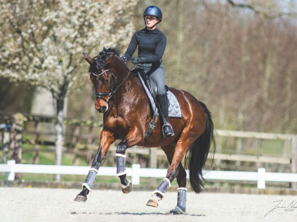 Understanding Sportferde: The Champions of Equestrian Sports