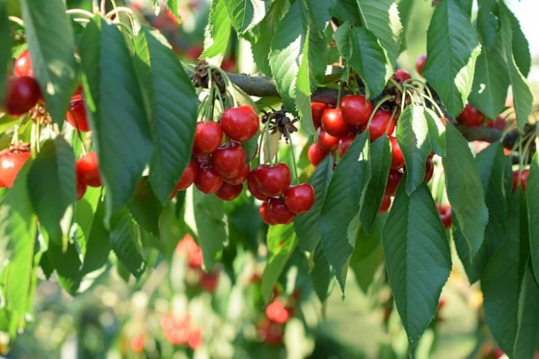 Sweet Lou Cherry: The Delightful Cherry Variety